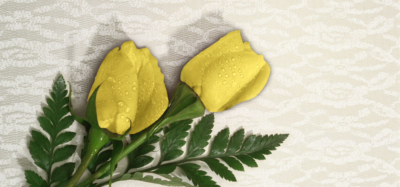 2 Roses Yellow (Spanish)